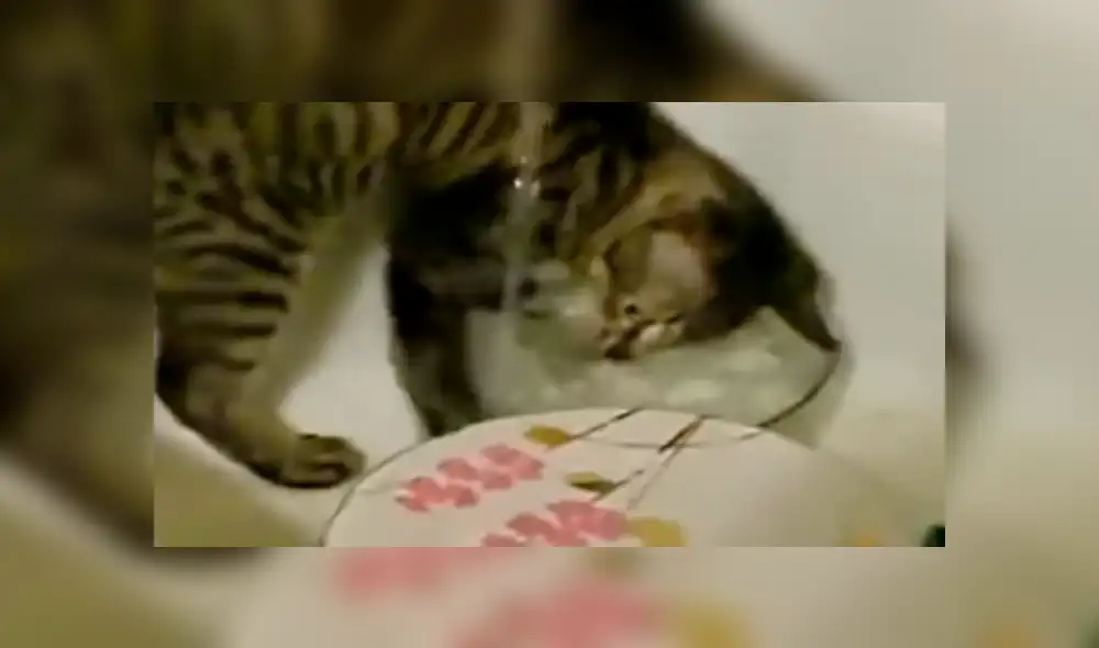 YouTube viral: Joven llega a su casa y descubre a gato realizando la limpieza del hogar [VIDEO]