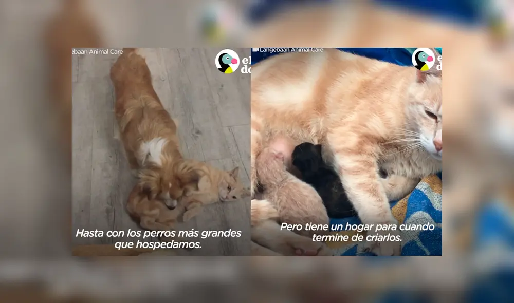 Desliza a la izquierda para ver el gesto que enterneció a los usuarios de Facebook. Foto: Captura Dodo. Desliza a la izquierda para ver el gesto que enterneció a los usuarios de Facebook. Foto: Captura Dodo.