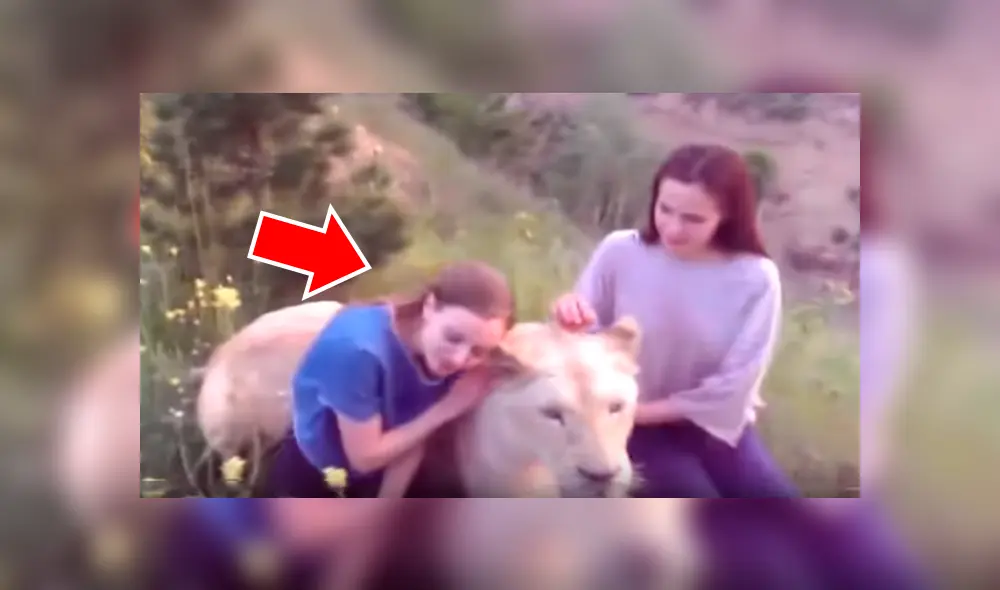 Dos turistas ingresaron a recinto de leona para tomarse fotografías. Dos turistas ingresaron a recinto de leona para tomarse fotografías.