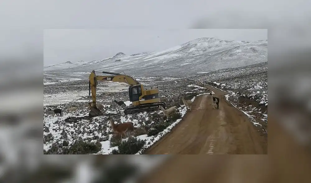 Heladas afectan cuatro distritos de Moquegua [FOTOS]