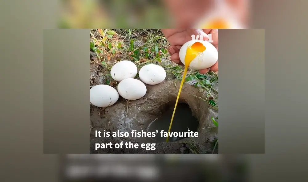 Desliza hacia la izquierda para ver los peces que aparecen en el video viral de Facebook.