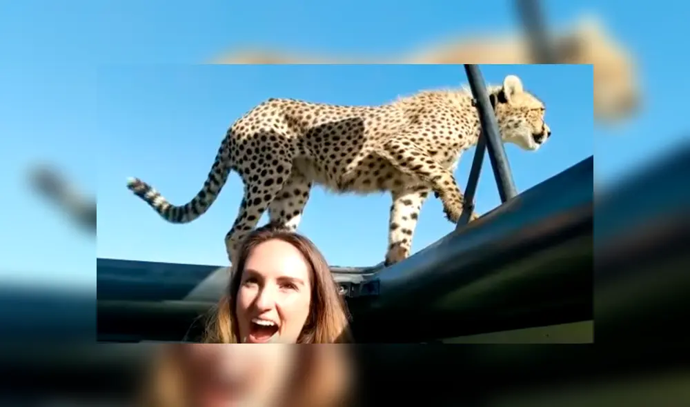 YouTube viral: mujer intenta tomarse ‘selfie’ con cheetah en safari, sin imaginar la reacción del felino