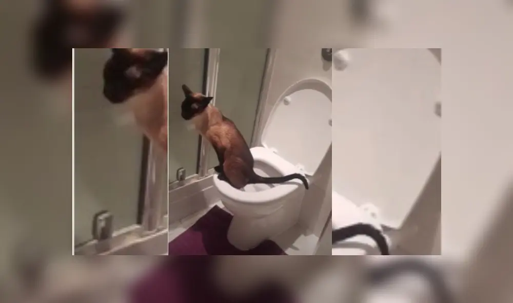 Video es viral en YouTube. Mujer entró a su baño tras regresar a casa y quedó sorprendida al encontrar a su gato en una curiosa situación. Video es viral en YouTube. Mujer entró a su baño tras regresar a casa y quedó sorprendida al encontrar a su gato en una curiosa situación.