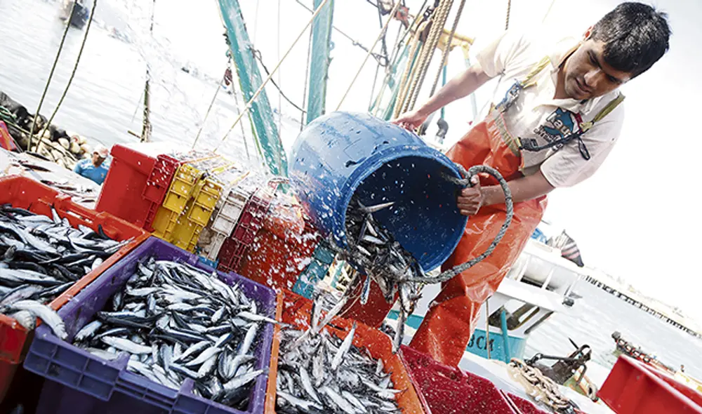 Cifra artificial. La denuncia afirma que funcionarios de IMARPE “inflaron” la cifra de la biomasa de anchoveta para beneficiar a las grandes pesqueras.