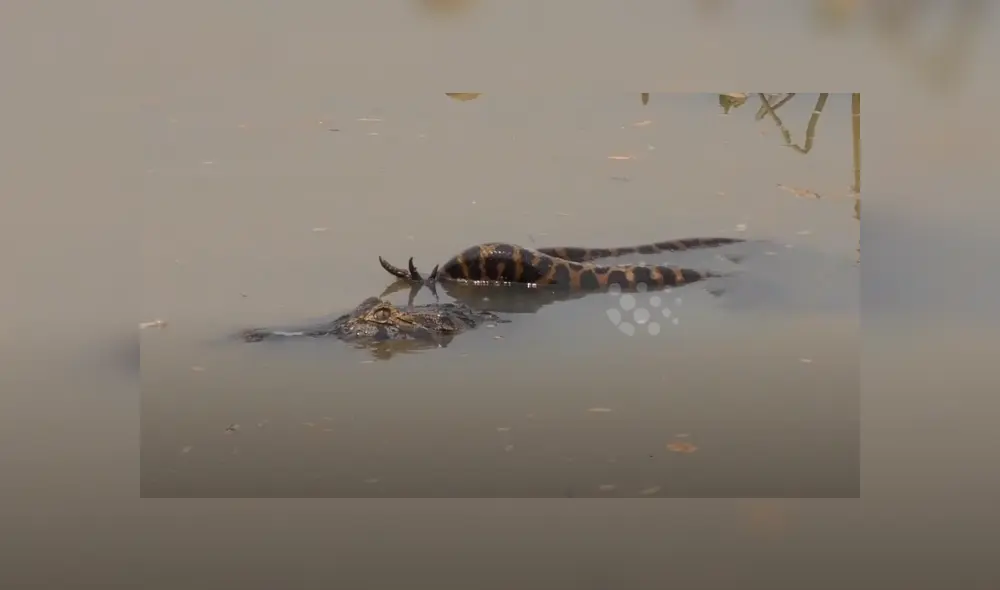 YouTube viral: turista graba brutal pelea entre enorme cocodrilo y anaconda YouTube viral: turista graba brutal pelea entre enorme cocodrilo y anaconda