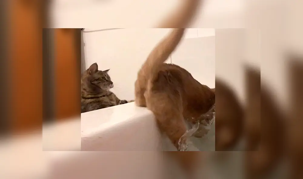 Desliza las imágenes para apreciar la pesada broma que le juego un gato a su ‘amigo’ al notar que tenía miedo al agua.