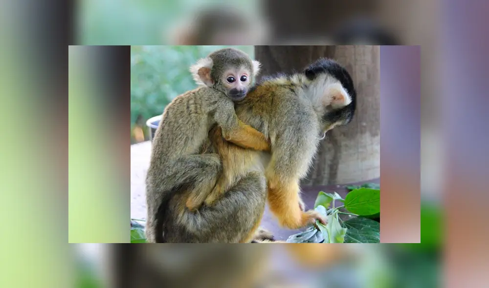 Facebook viral: madre macaco rompe en desgarrador llanto al creer que su bebé murió [FOTOS]