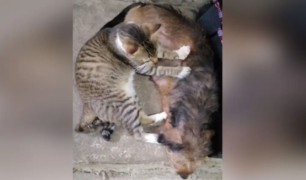 Desliza las imágenes para ver más detalles sobre la gran 'amistad' que existe entre una gata y una perrita. Foto: captura de YouTube