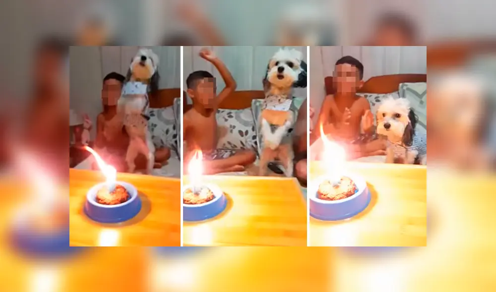 Desliza las imágenes para conocer la sorpresa que prepararon los integrantes de una familia para su mascota. Desliza las imágenes para conocer la sorpresa que prepararon los integrantes de una familia para su mascota.