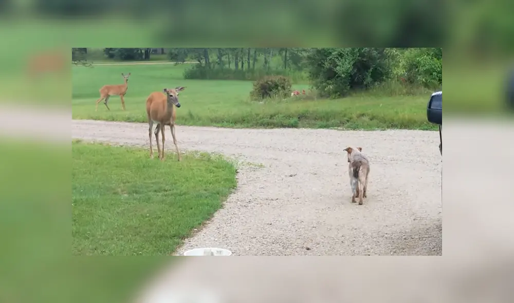 A través de YouTube se hizo viral un curioso encuentro entre un venado y un perro.
