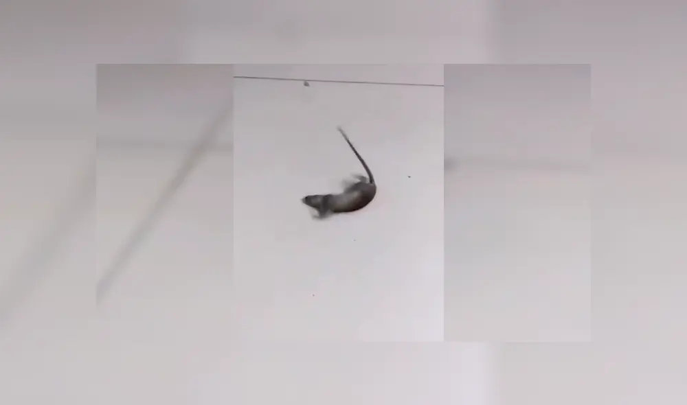Facebook viral: ratón se hace el muerto para no ser 'asesinado' por el dueño de la casa [VIDEO]