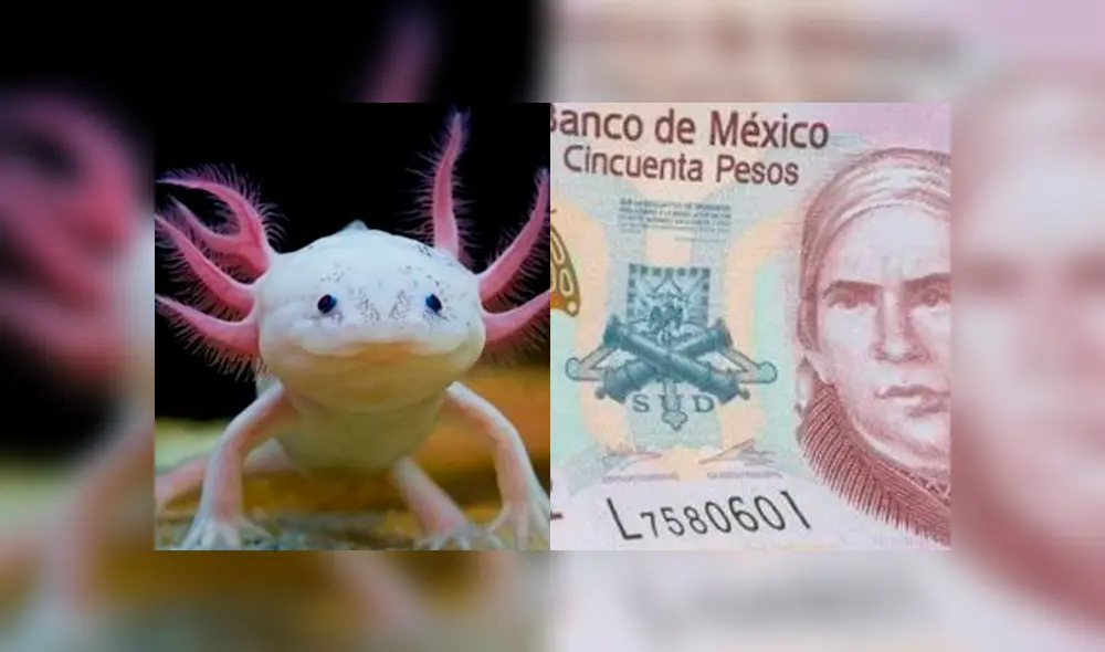 Ajolote y maíz serán los nuevos símbolos del billete de 50 pesos. (Foto: Composición)