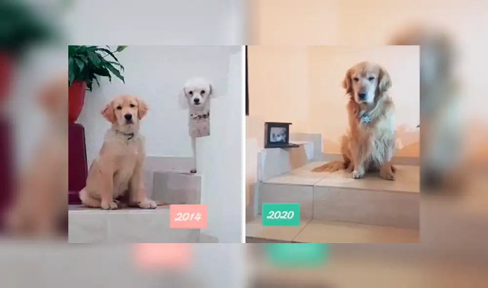 Desliza las imágenes para apreciar el conmovedor homenaje que realizó un joven junto a su mascota.