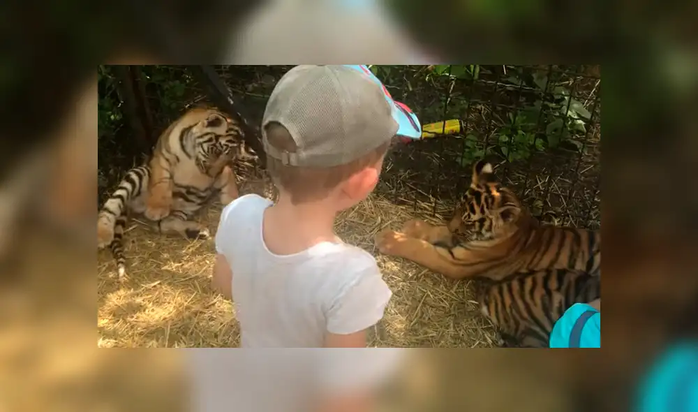 Niños ingresan a jaula de tigres para acariciarlos, sin imaginar lo que pasaría.
