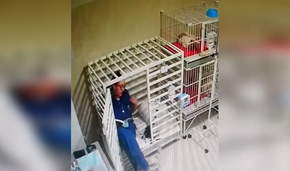 Desliza las imágenes para observar el cariñoso gesto que tiene una veterinaria con los animales que llegan a su trabajo. Foto: Captura de TikTok