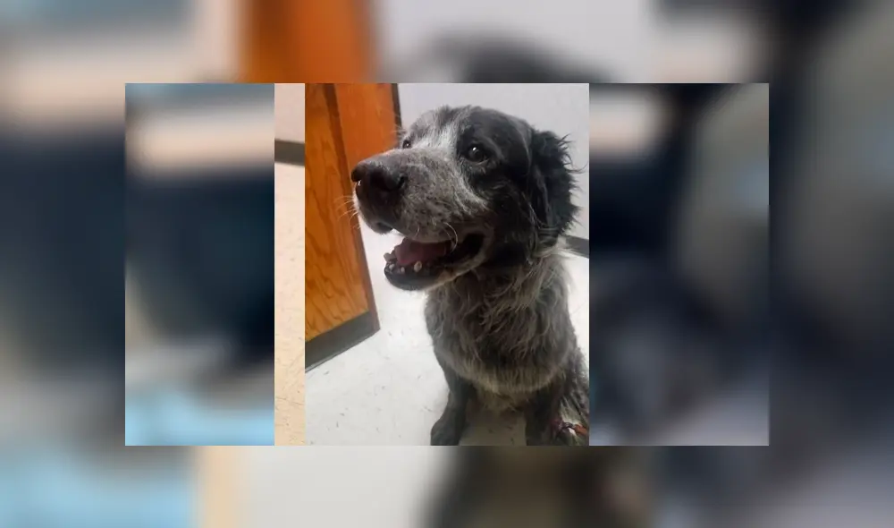 Desliza para ver el nuevo aspecto de este perro que conmovió a todos en Facebook. Foto: Captura. Desliza para ver el nuevo aspecto de este perro que conmovió a todos en Facebook. Foto: Captura.