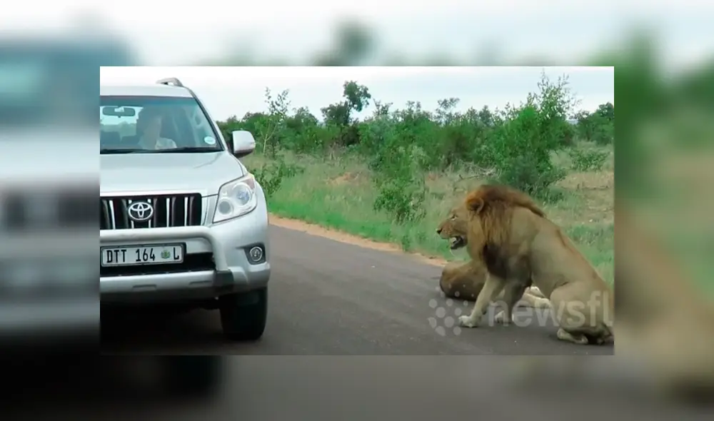 En YouTube se viralizó la reacción de león con turista que hacían safari.