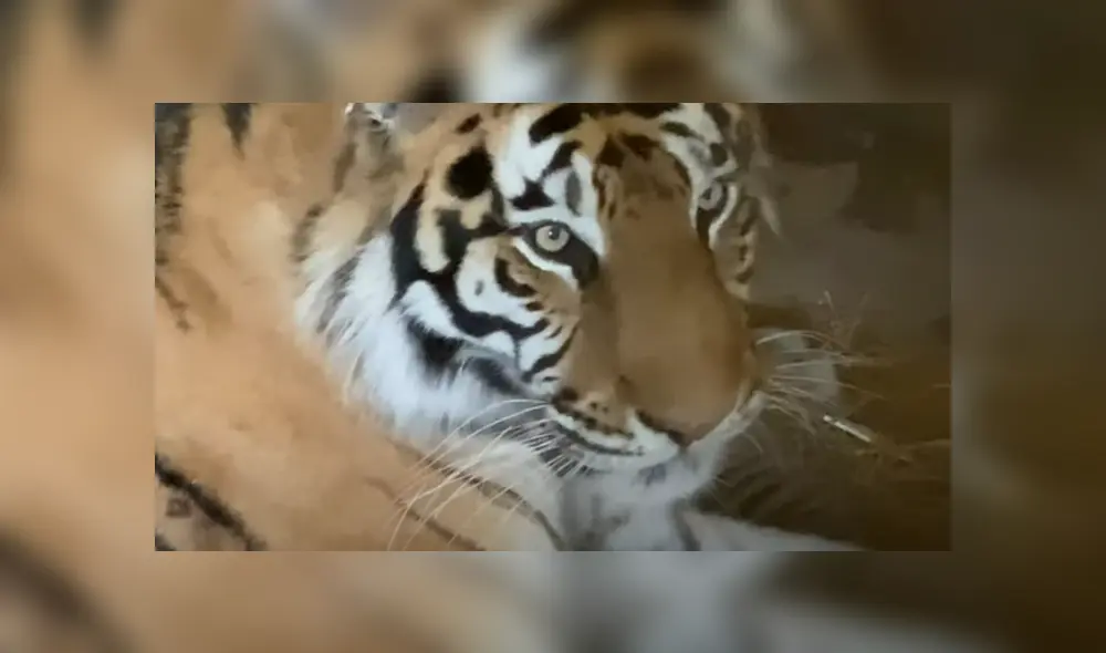 Desliza hacia la izquierda para ver las imágenes del viral de Facebook. Desliza hacia la izquierda para ver las imágenes del viral de Facebook.