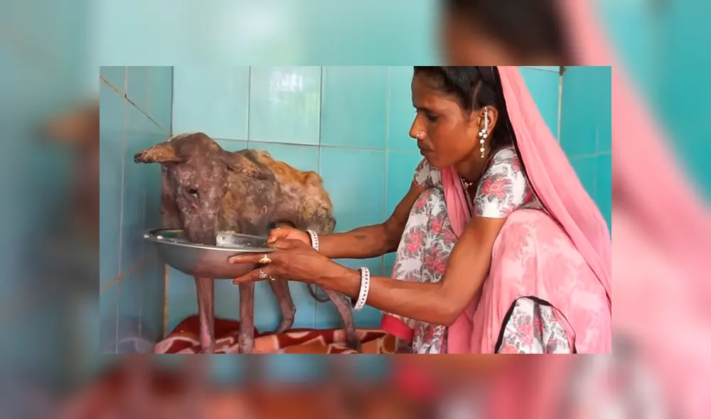 Un video viral de Facebook registró la radical evolución de un perro callejero que fue llevado a un veterinario.