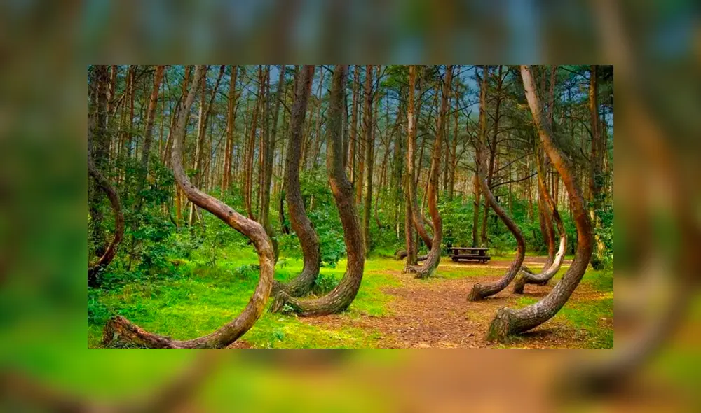 Los árboles de Hoia Baciu, el bosque más embrujado del mundo. Foto: Clarín