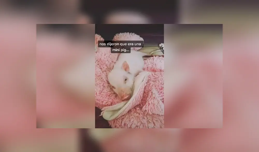 Desliza las imágenes hacia la izquierda para descubrir la verdadera raza de un supuesto mini pig que acogió un joven. Desliza las imágenes hacia la izquierda para descubrir la verdadera raza de un supuesto mini pig que acogió un joven.