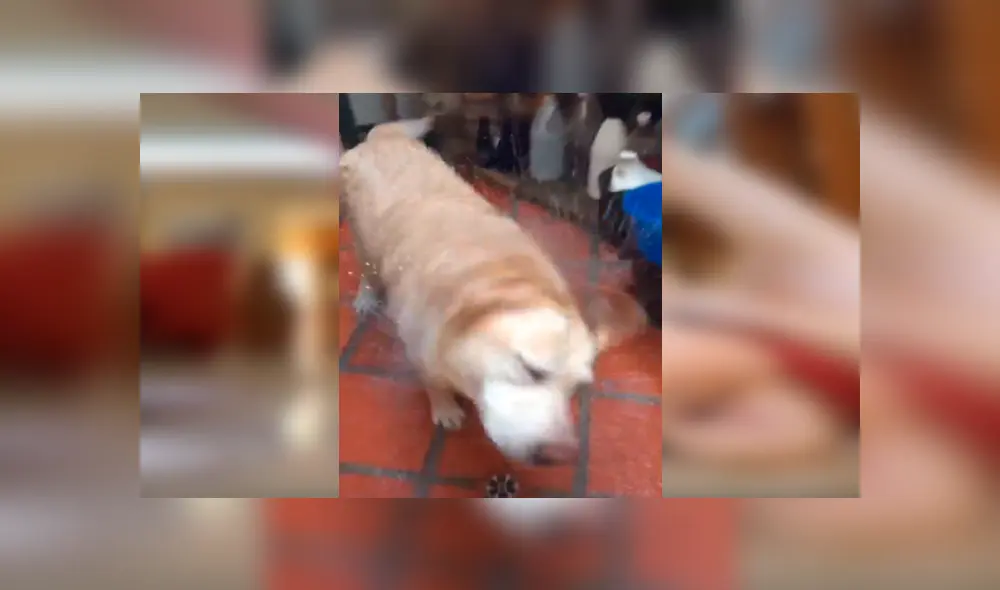 Desliza las imágenes hacia la izquierda para apreciar la singular acción de un perro para evitar que su dueña lo bañe.