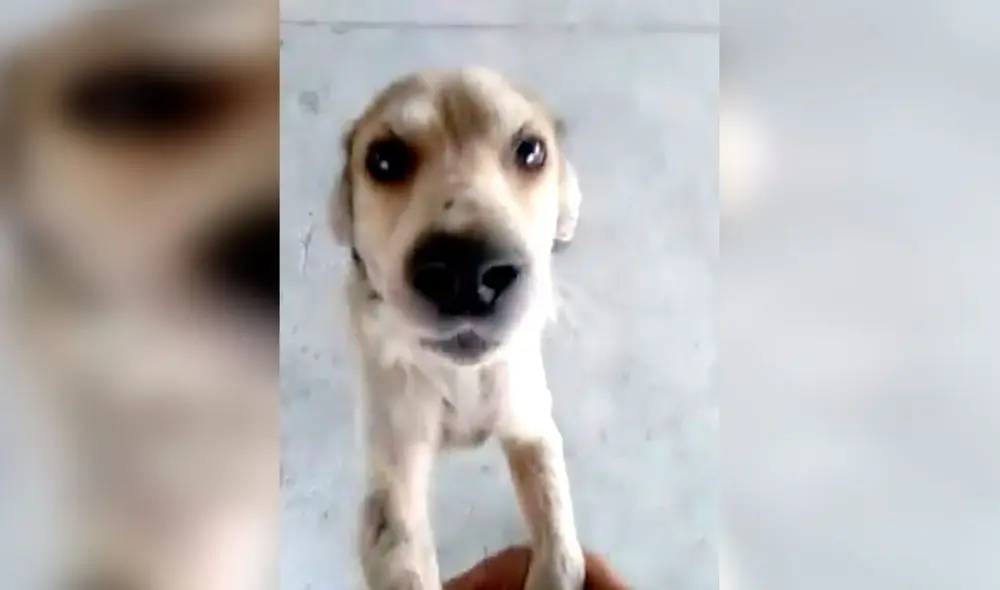 Desliza las imágenes para conocer el final feliz del reencuentro entre un joven y su mascota que se perdió en junio. Foto: La Nación/ Referencial