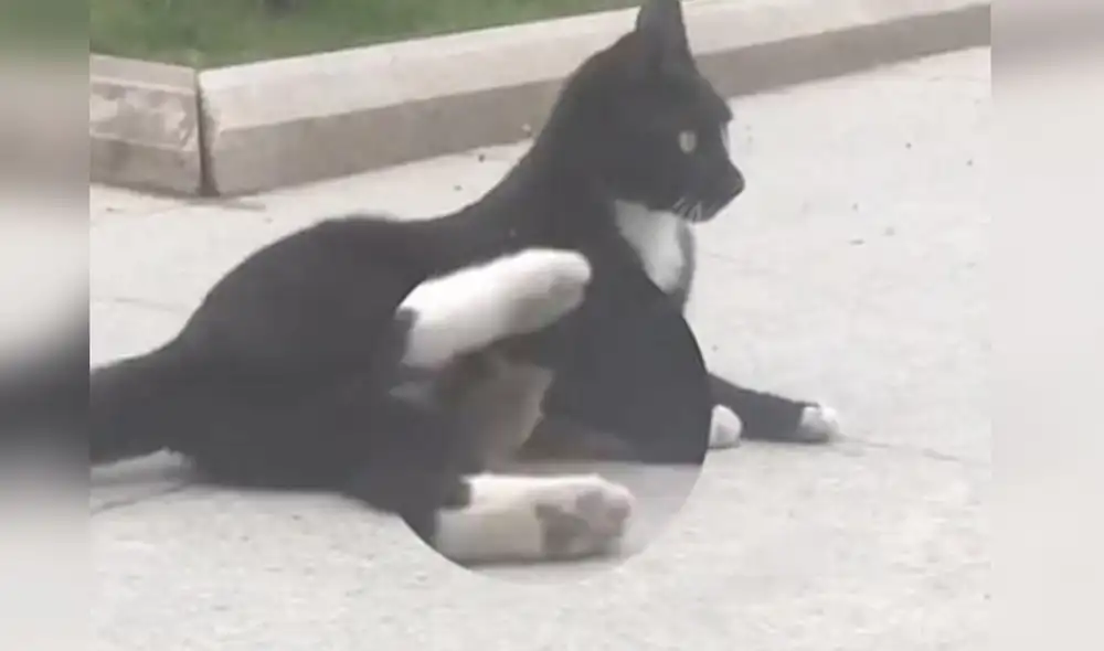 Desliza las imágenes para ver más detalles sobre esta inusual escena protagonizada por un gato y un ratón. Foto: captura de YouTube