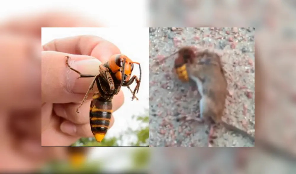 Video registró el poderío del letal “avispón gigante asiático” ante un roedor .