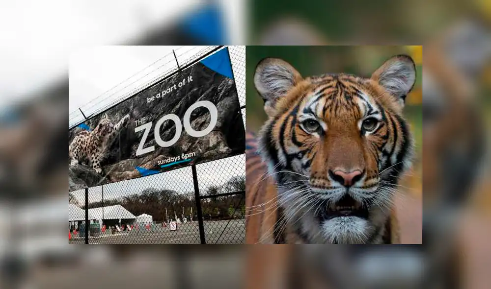 Los tigres y leones del zoológico del Bronx comenzaron a presentar síntomas a principios de mes. Los tigres y leones del zoológico del Bronx comenzaron a presentar síntomas a principios de mes.
