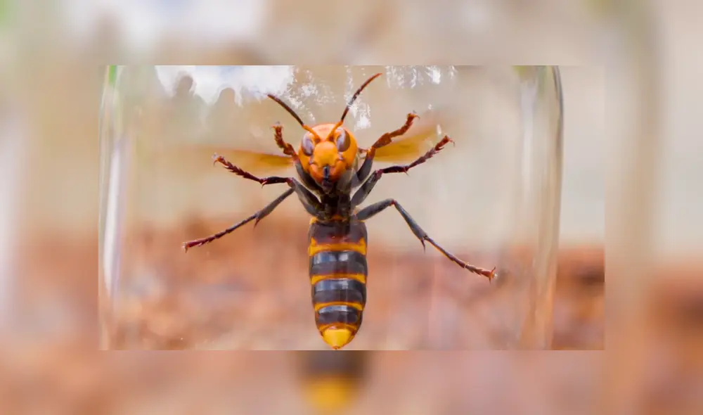Un video muestra al famoso 'Coyote' Peterson siendo picado por una letal avispa gigante japonesa.