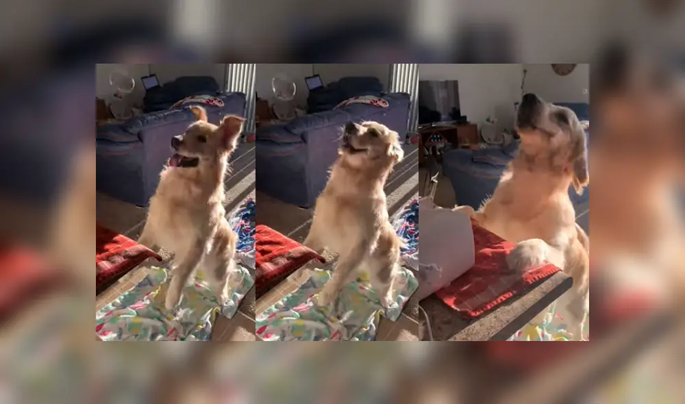 Desliza a la izquierda para ver más imágenes de la divertida mascota que ya se hizo viral en YouTube. (Foto: captura)