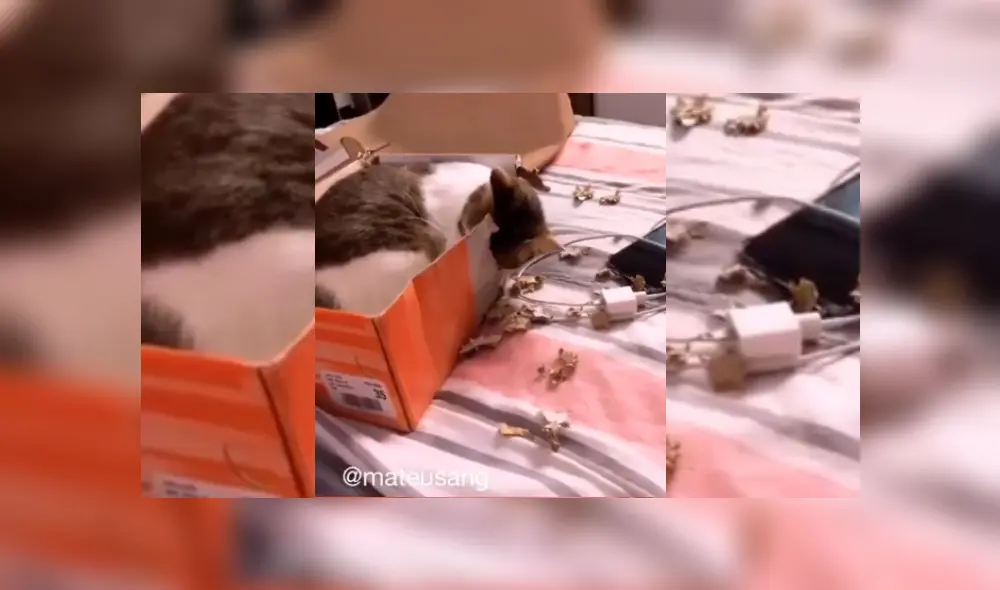 Video es viral en TikTok. Dueños del felino se percataron de la astuta conducta de su mascota y no dudaron en grabarla para compartir las imágenes en redes. Video es viral en TikTok. Dueños del felino se percataron de la astuta conducta de su mascota y no dudaron en grabarla para compartir las imágenes en redes.