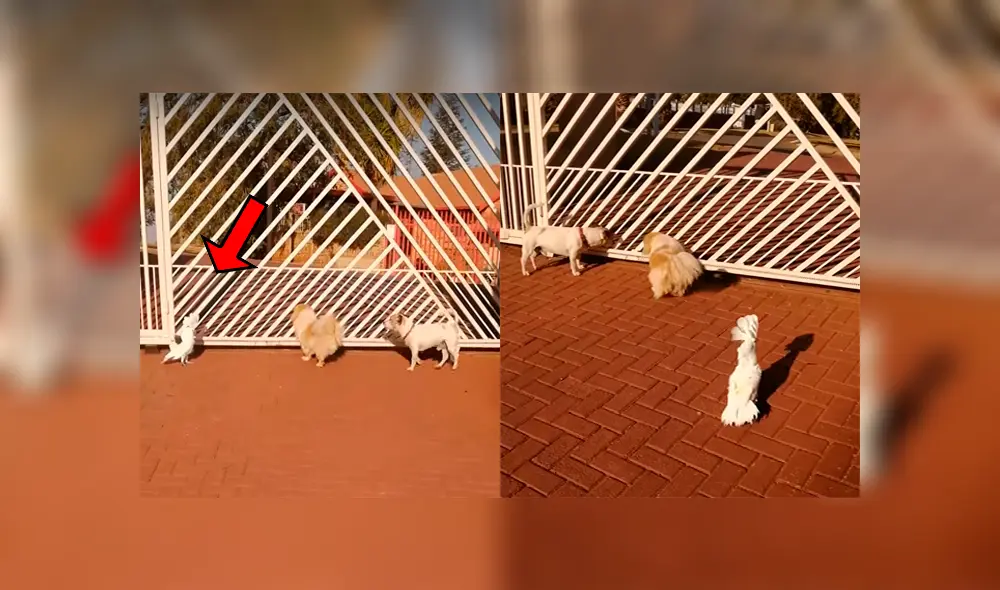 Un ave fue captada comportándose como si fuera un perro, lo cual ha causado el asombro de miles. Un ave fue captada comportándose como si fuera un perro, lo cual ha causado el asombro de miles.