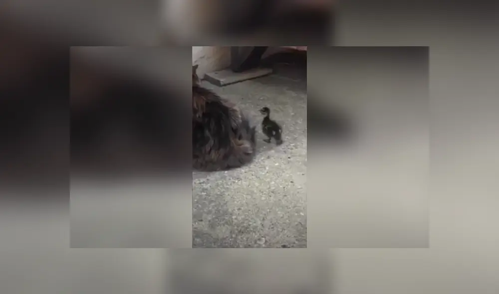 Desliza las imágenes hacia la izquierda para observar la emotiva escena entre un pato bebé y un gato. Foto: Caters Clips.