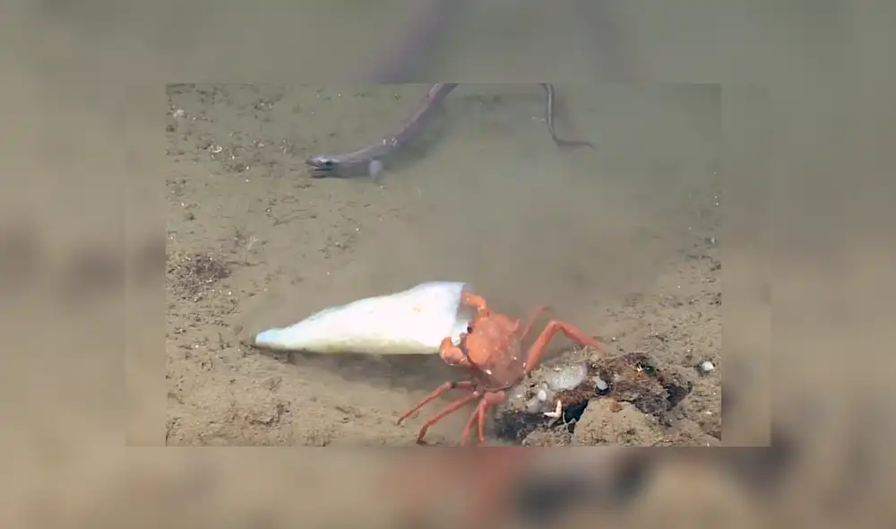 Video es viral en Facebook. Científicos captaron la feroz lucha de un cangrejo por salvar su presa de dos anguilas que intentaban arrebatársela Video es viral en Facebook. Científicos captaron la feroz lucha de un cangrejo por salvar su presa de dos anguilas que intentaban arrebatársela
