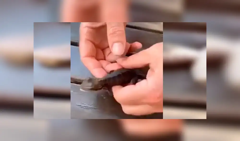 Video es viral en YouTube. El lagarto se había ahogado en una piscina y el bombero uso el famoso procedimiento de primeros auxilios para salvarle la vida