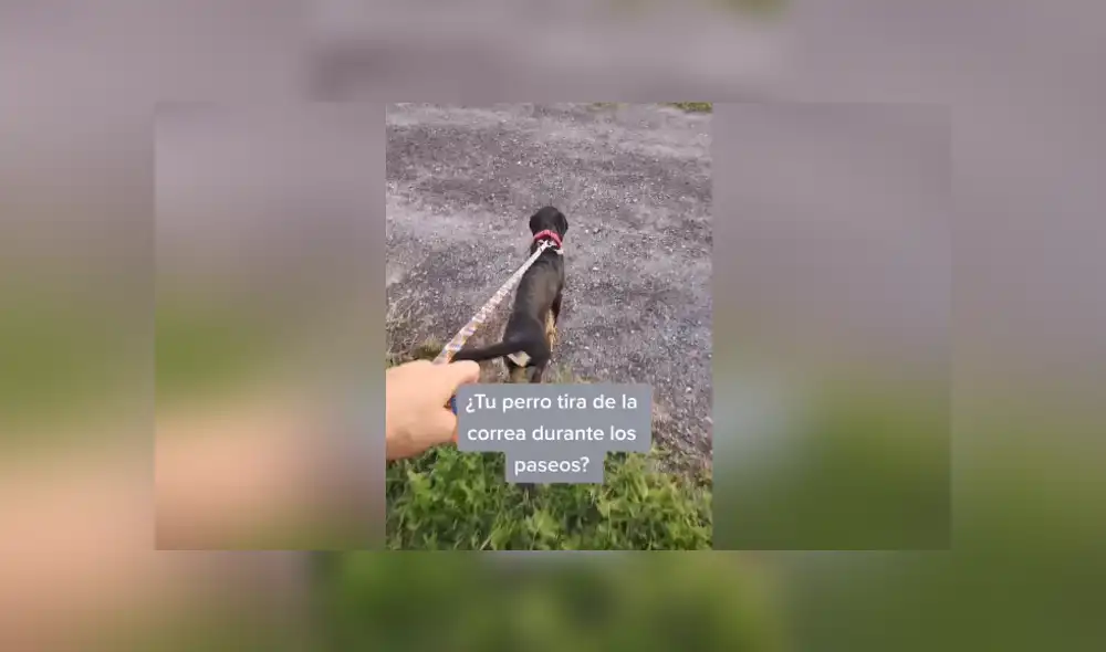 Un entrenador de perros enseñó cómo hacer que un can siga tu ritmo cuando lo sacas a pasear. Foto: Tiktok