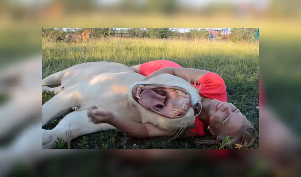 Desliza hacia la izquierda para ver las divertidas fotos que se tomó una mujer junto a la enorme leona en el zoológico y se ha vuelto viral en YouTube. Desliza hacia la izquierda para ver las divertidas fotos que se tomó una mujer junto a la enorme leona en el zoológico y se ha vuelto viral en YouTube.