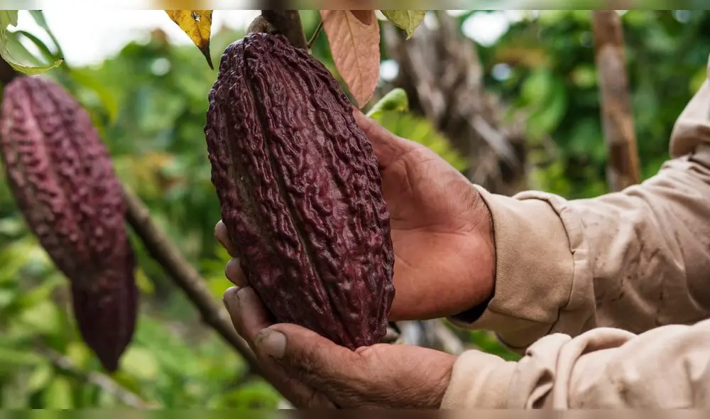 Tamshi, empresa comercializadora de cacao, podría llevar su caso a la CIADI en caso no pueda resolver en primera instancia su conflicto con el Estado Peruano. Foto: web Tamshi.