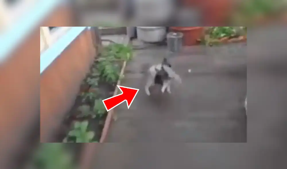 Facebook viral: perro quería evitar una pelea callejera de un gato y lo cargó hasta su casa [VIDEO]