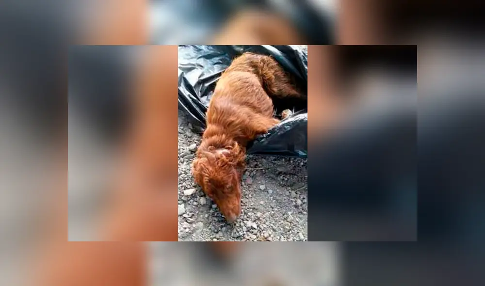 Maltrato animal: qué es, cómo y dónde denunciarlo el Perú