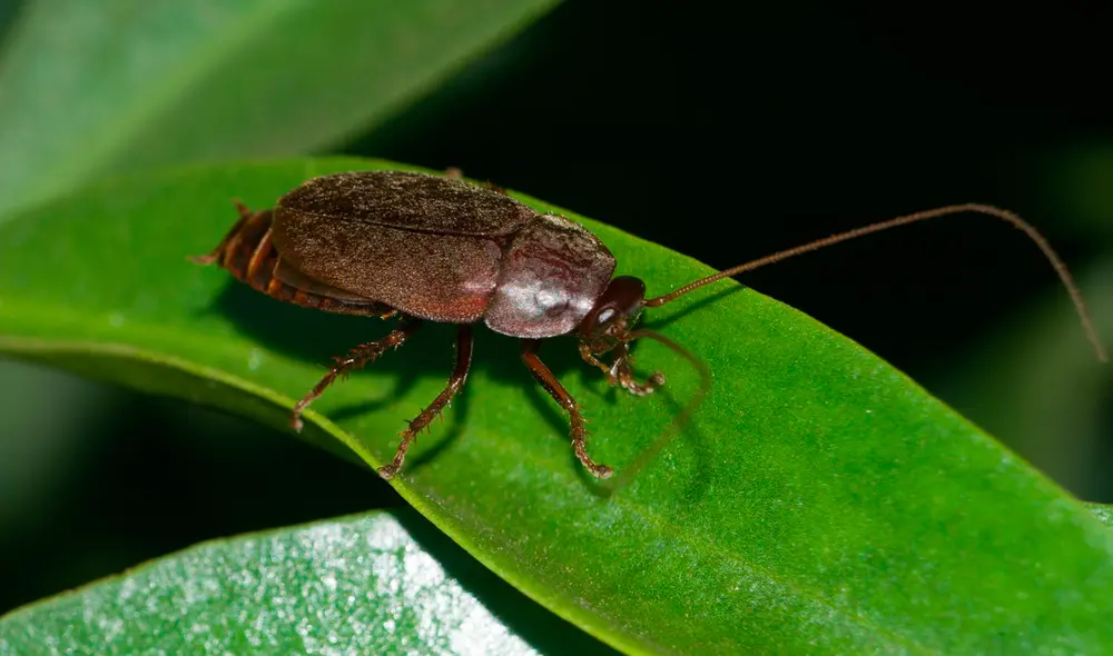 La cucaracha es la única en su especie alimentar a sus crías con la leche que ella produce. Foto: The Scientist