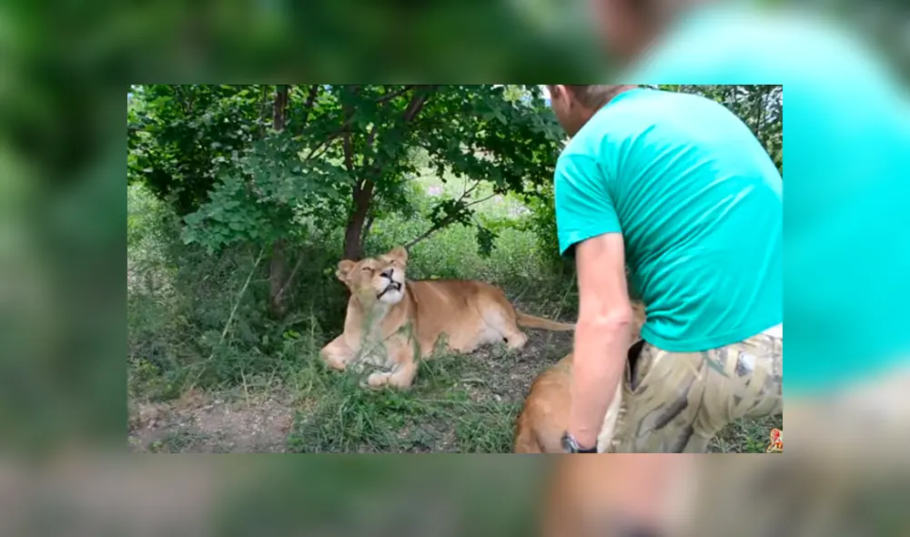 Desliza hacia la izquierda para ver el encuentro de la mujer con dos leones. Imágenes virales de YouTube.
