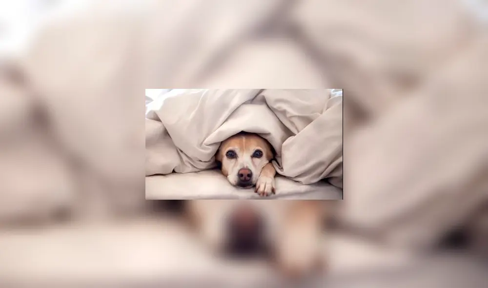 ¿Cómo saber si tu perro tiene mucho frío? Aquí te lo contamos ¿Cómo saber si tu perro tiene mucho frío? Aquí te lo contamos