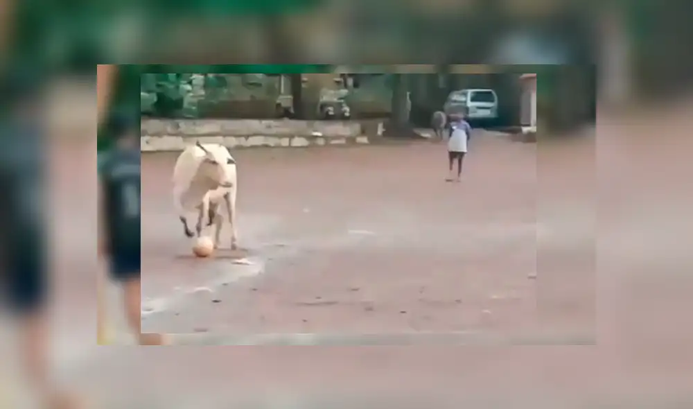 El animal entró intempestivamente a la cancha de juego y se convirtió en el centro de atención por su singular comportamiento El animal entró intempestivamente a la cancha de juego y se convirtió en el centro de atención por su singular comportamiento