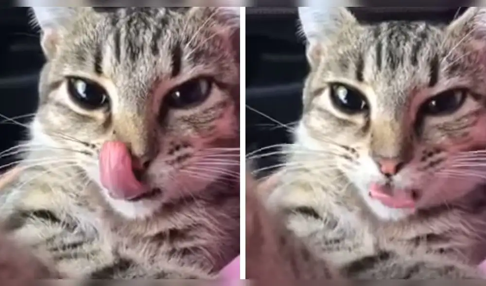 YouTube viral: reacción de gato al despertarse de la anestesia asombra a internautas [VIDEO]
