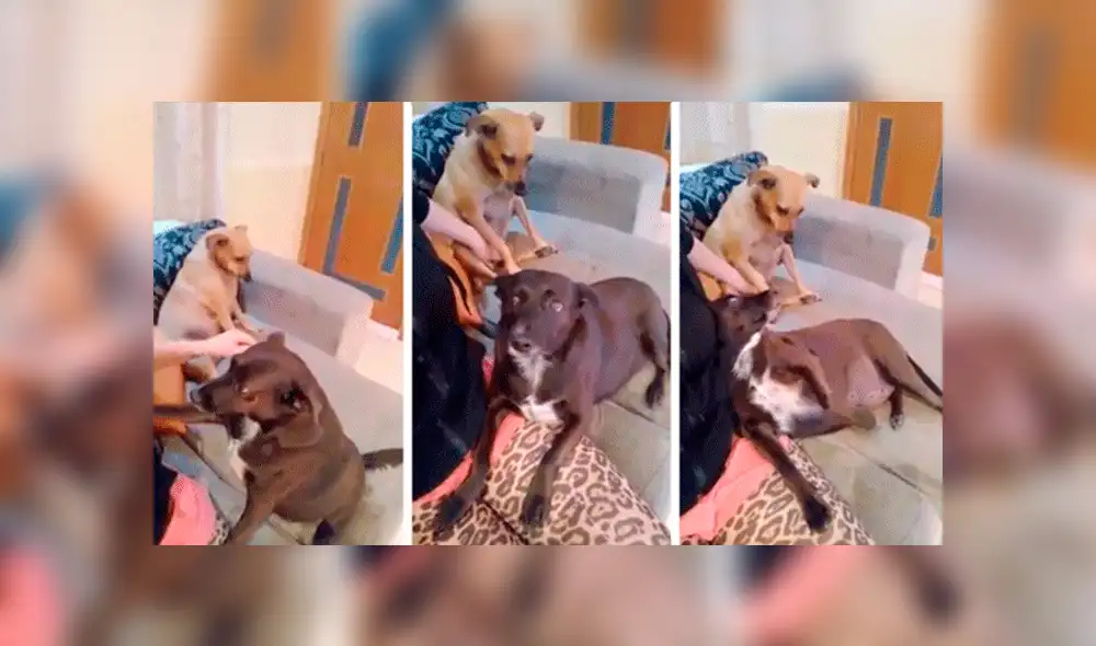 YouTube viral: Perro se pone celoso al ver que su dueña le da cariño a la nueva mascota [VIDEO]