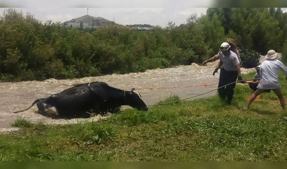 Rescatan a animales que quedaron aislados. Rescatan a animales que quedaron aislados.