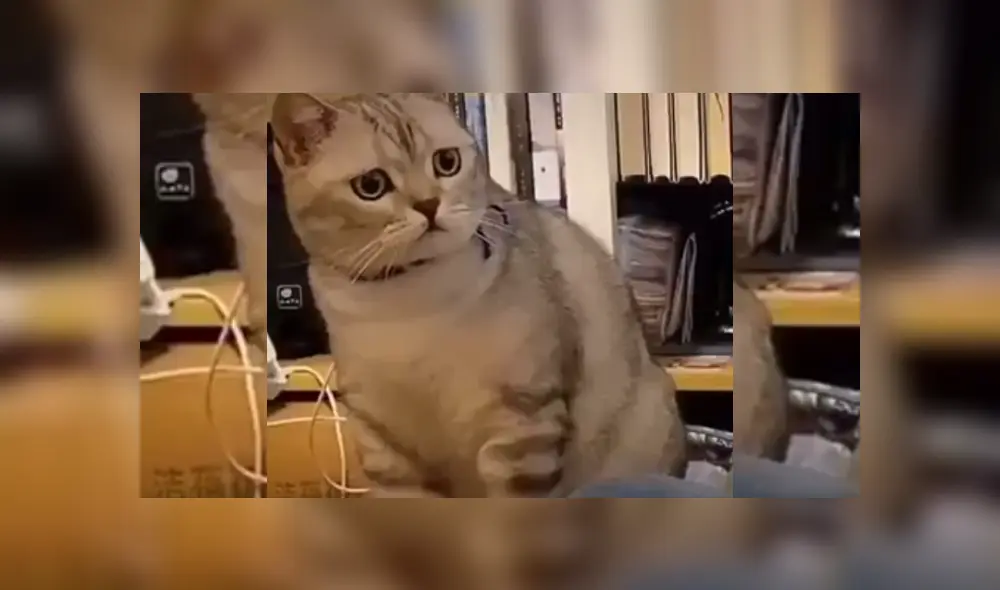 Video es viral en YouTube. Mujer grabó la graciosa conducta que tuvo su gato cuando observó que le estaba rascando la cabeza a su otra mascota. Fotocaptura: Twitter Video es viral en YouTube. Mujer grabó la graciosa conducta que tuvo su gato cuando observó que le estaba rascando la cabeza a su otra mascota. Fotocaptura: Twitter